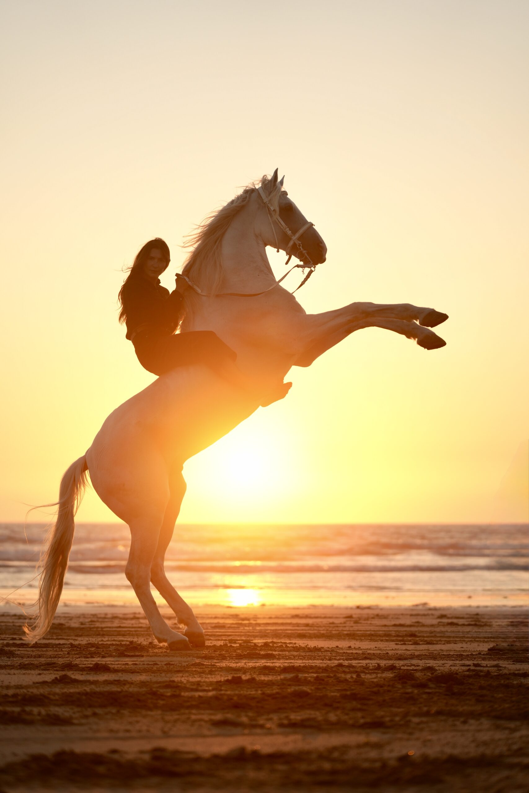 Horse riding in Essaouira
