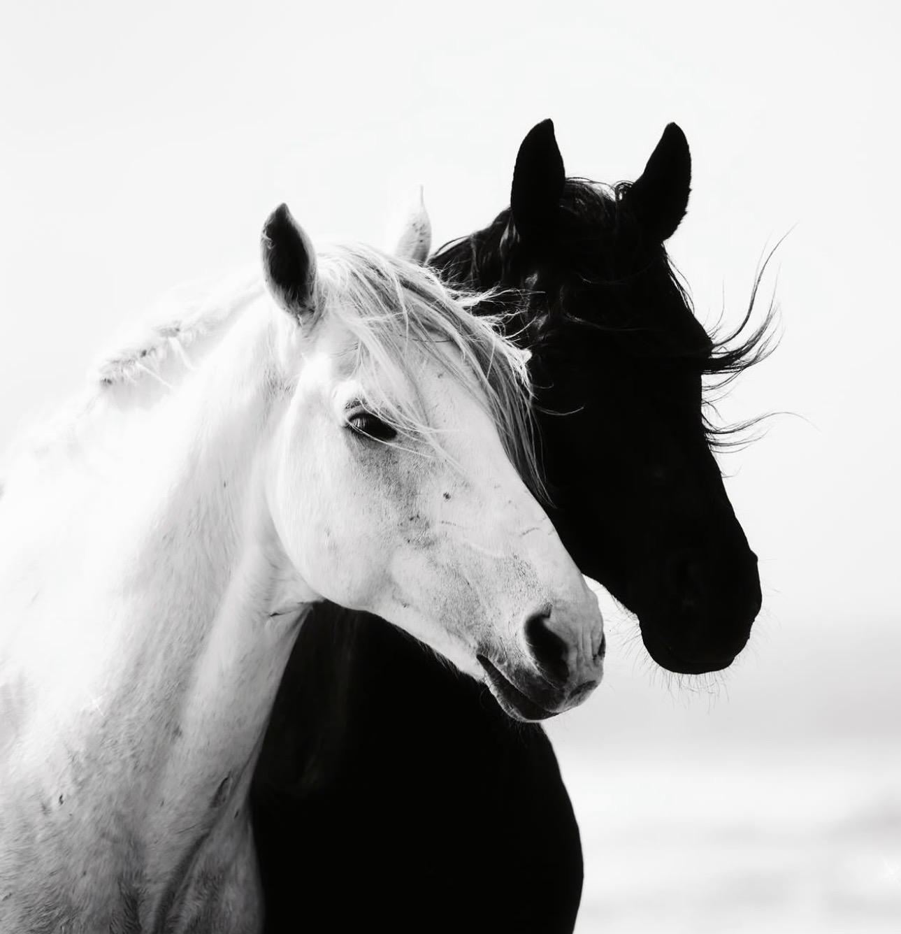 Exceptional horses in Essaouira