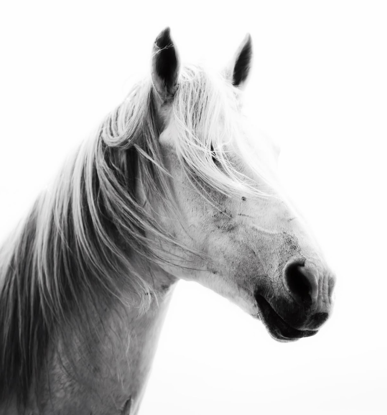 Brown horse at Essaouira Portrait