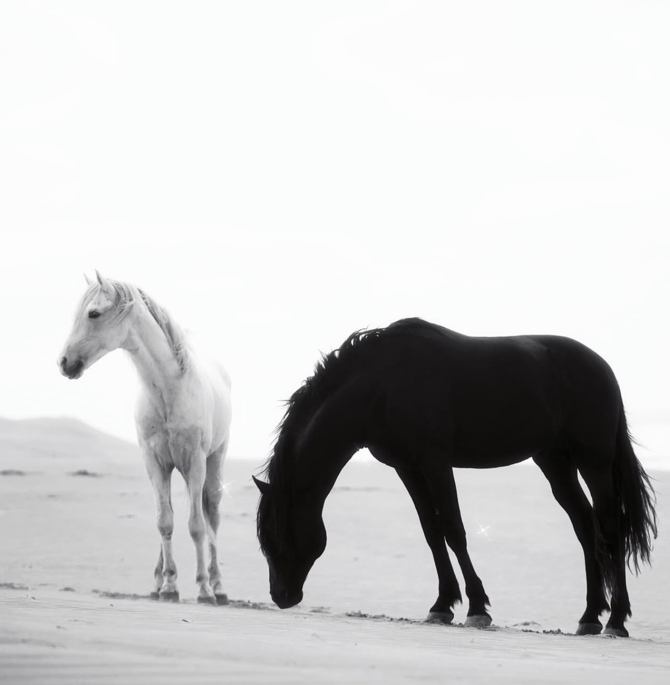White horse at Essaouira Portrait