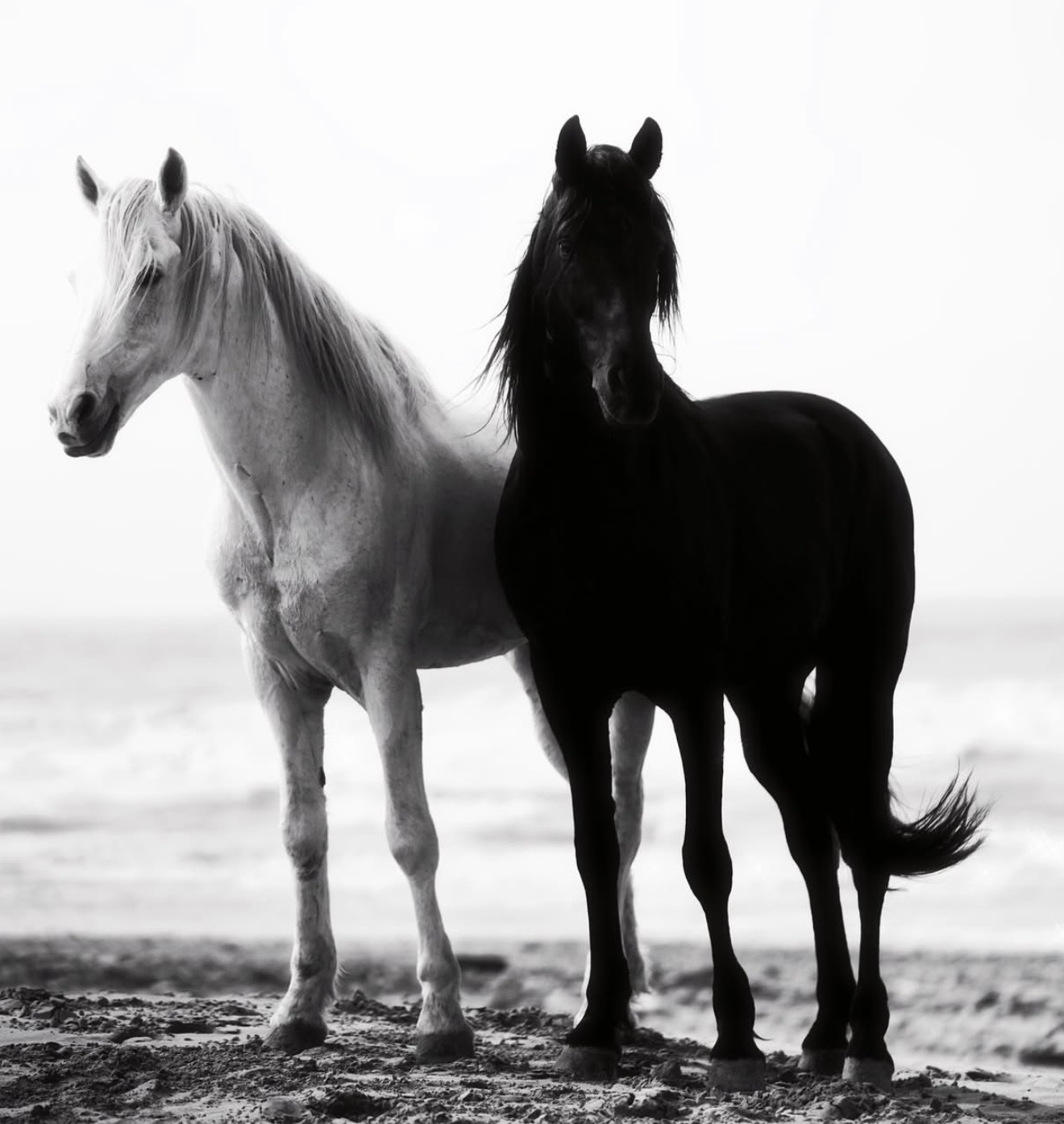 Black horse at Essaouira Portrait